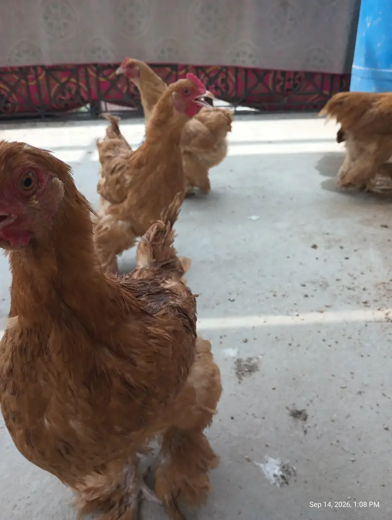 Young adults Golden & White Buff Available for Sells — photo 12