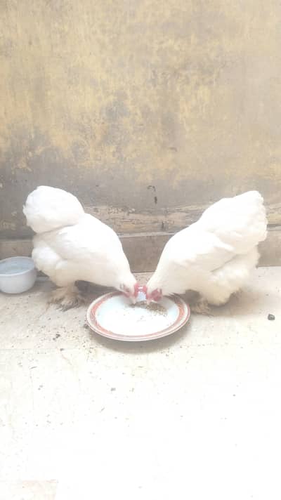 bantam pair