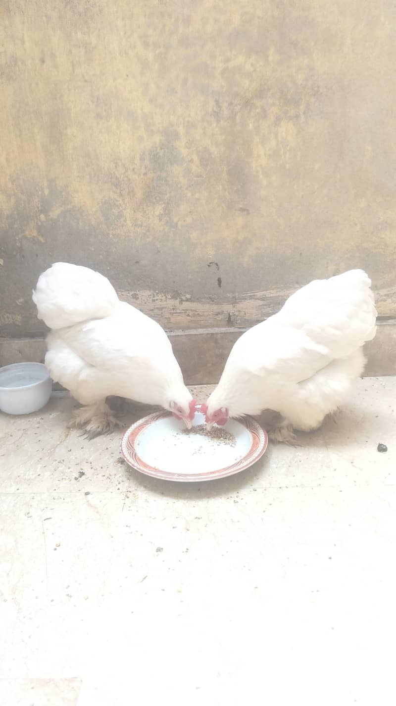 bantam pair 0