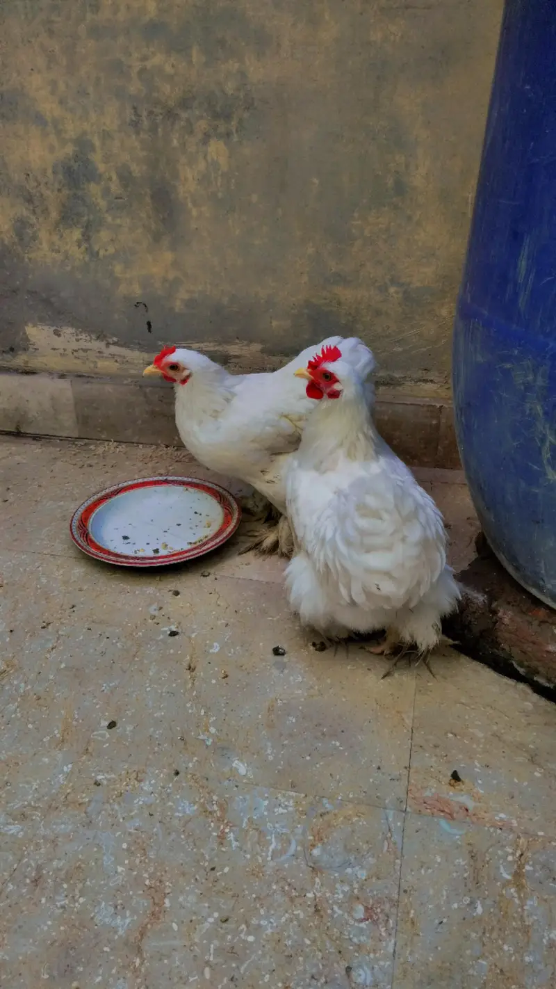 bantam pair — photo 2