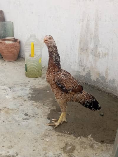 aseel pathi