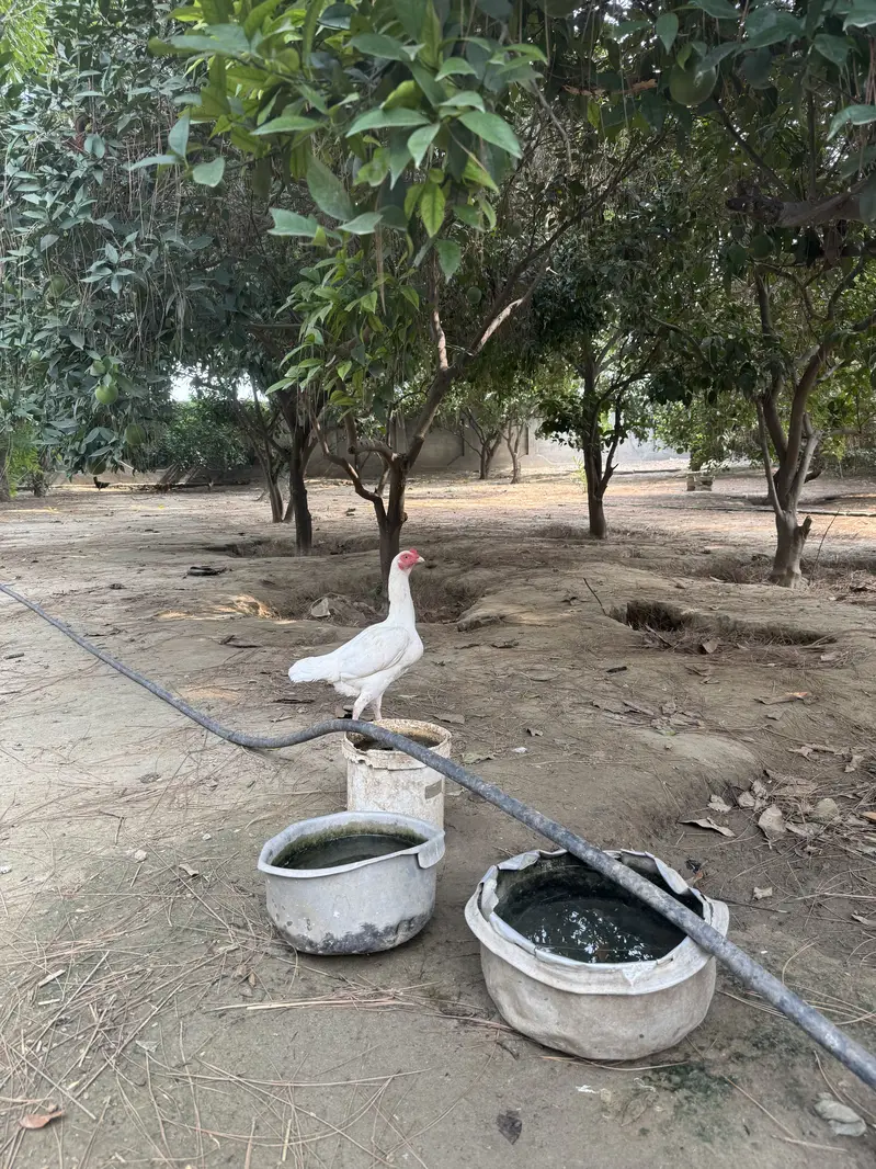 Out calas aseel hera — photo 2