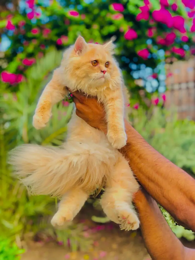 cash on deliveryPersian Punch face triple coat cat Kitten — photo 5