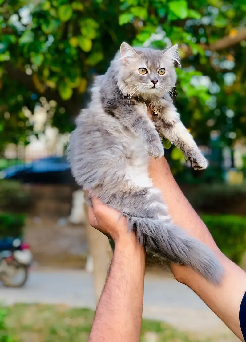 cash on deliveryPersian Punch face triple coat cat Kitten — photo 8