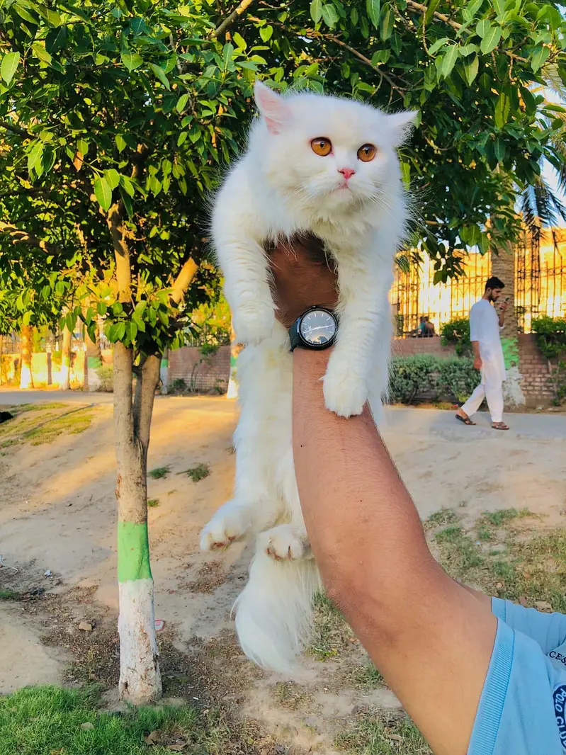 cash on deliveryPersian Punch face triple coat cat Kitten — photo 10