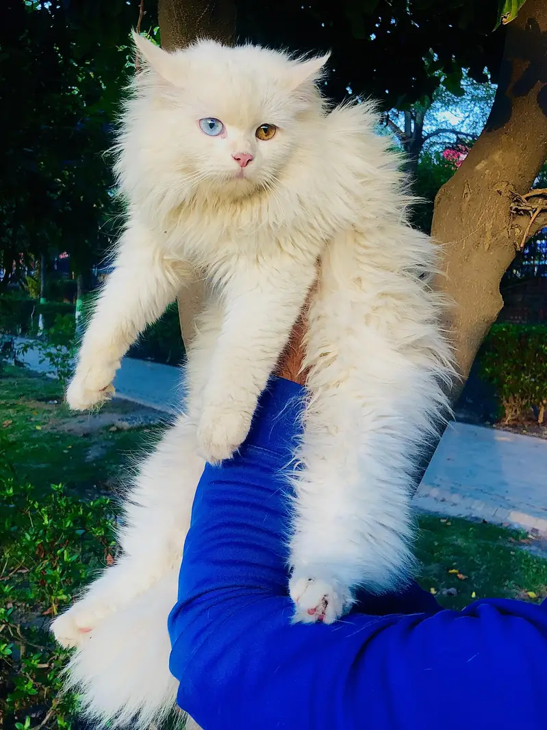 cash on deliveryPersian Punch face triple coat cat Kitten — photo 11