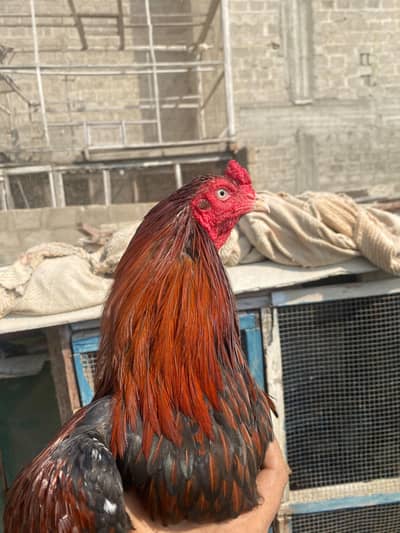 jagiri aseel