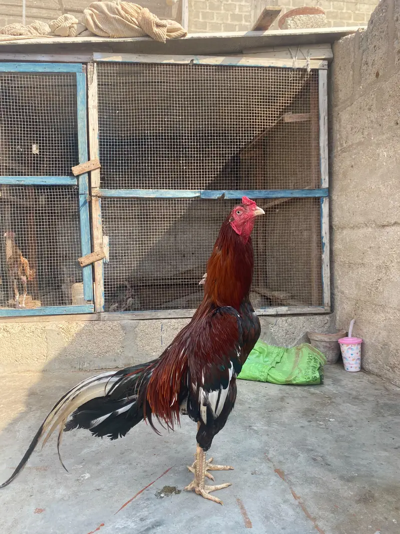 jagiri aseel — photo 2
