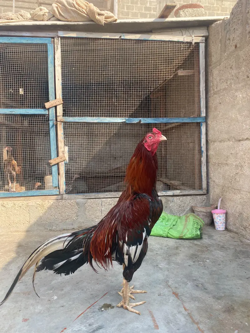 jagiri aseel — photo 3