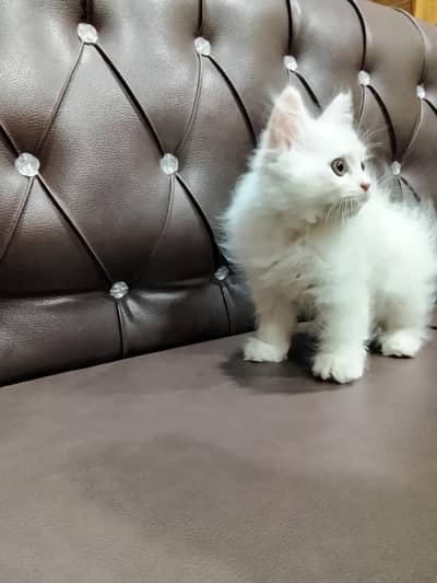 Persian male cat
