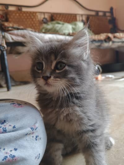 adorable kittens