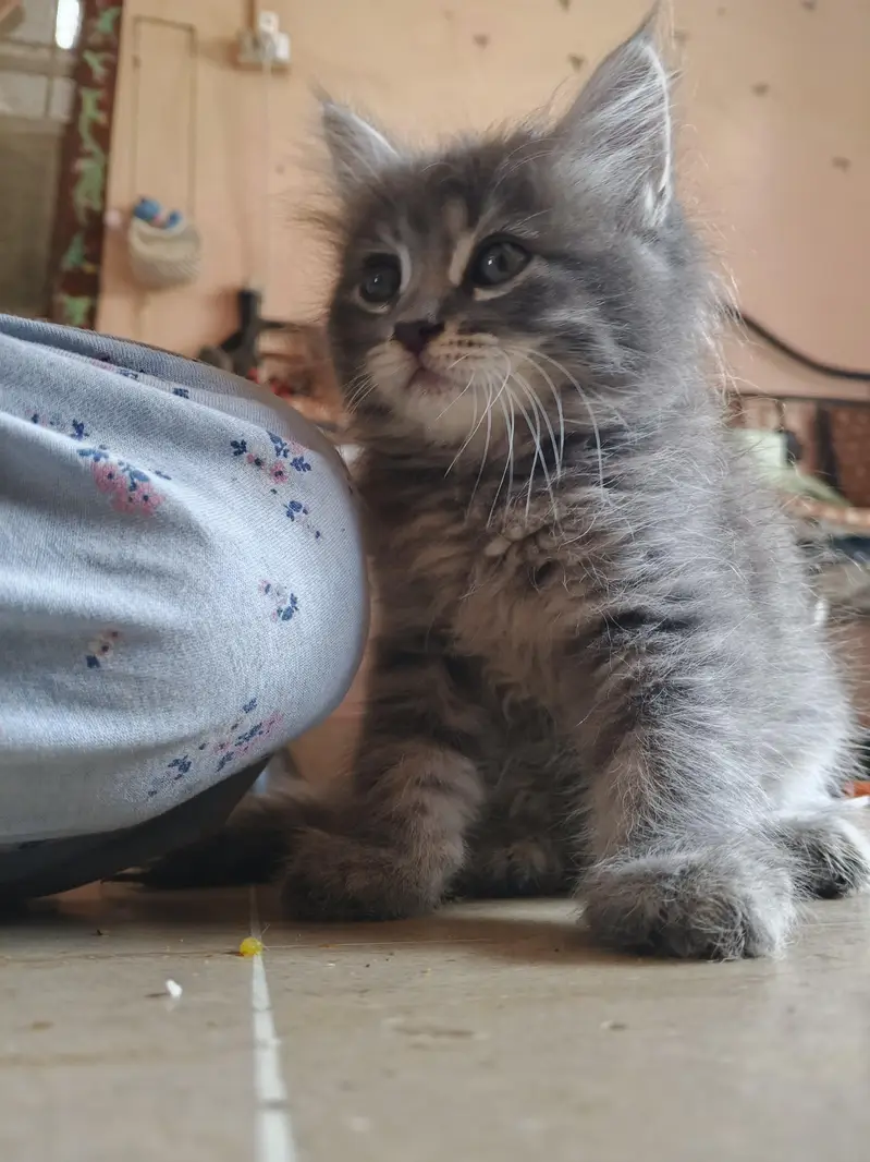 adorable kittens — photo 2