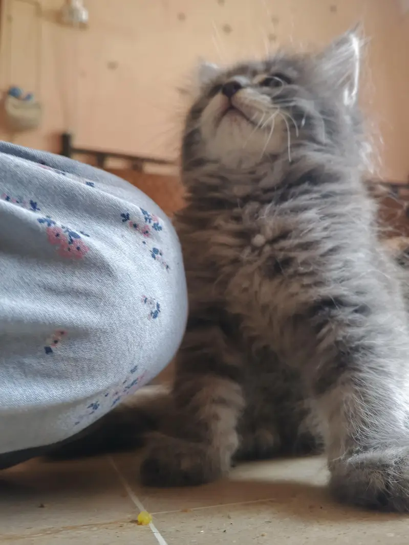 adorable kittens — photo 3