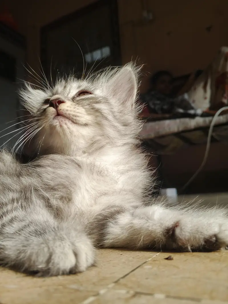 adorable kittens — photo 6