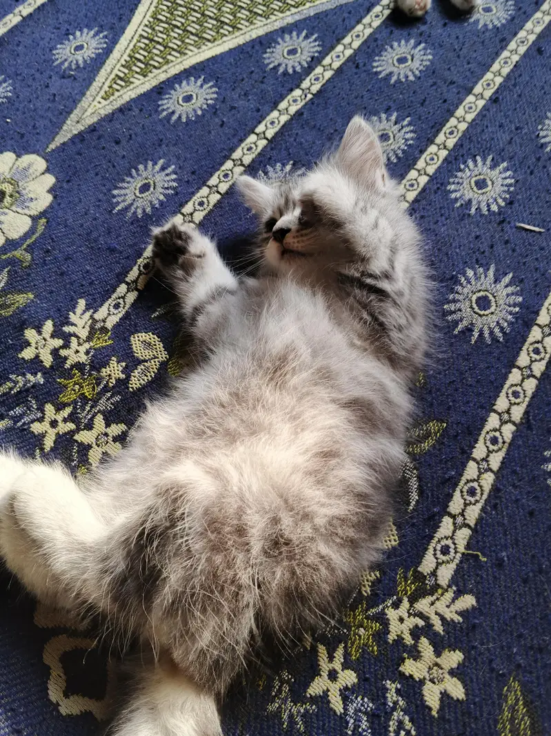 adorable kittens — photo 7