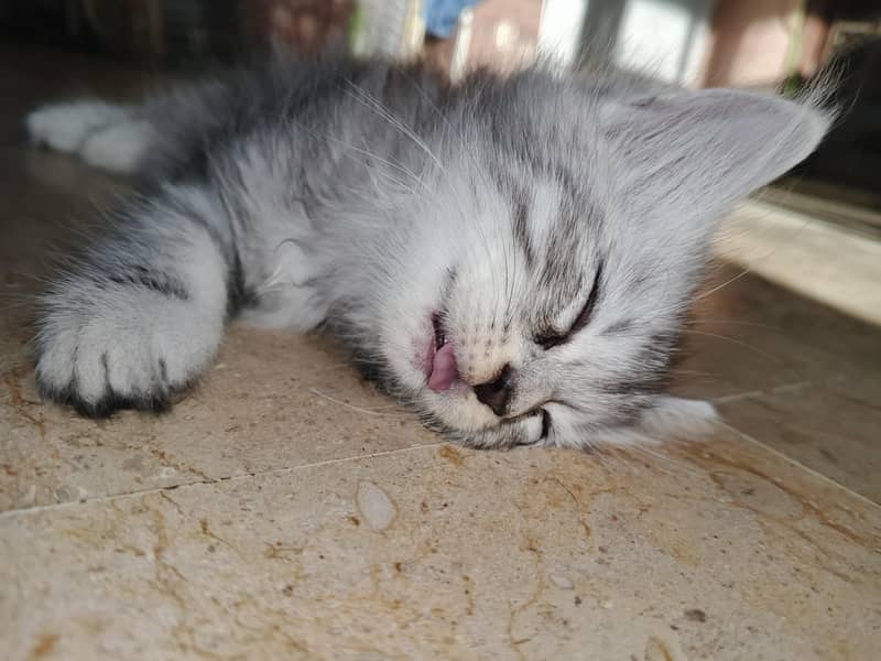 adorable kittens 6