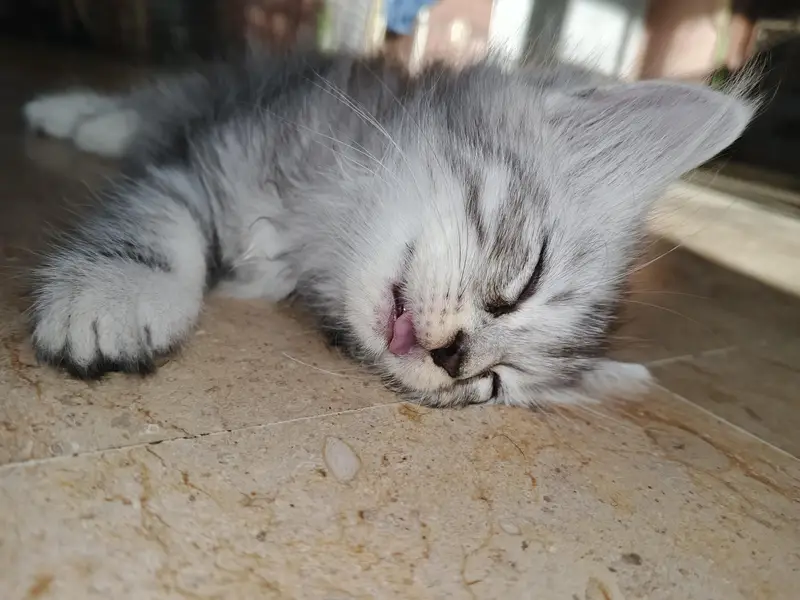 adorable kittens — photo 8
