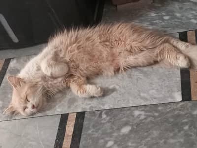 cats for sale persian