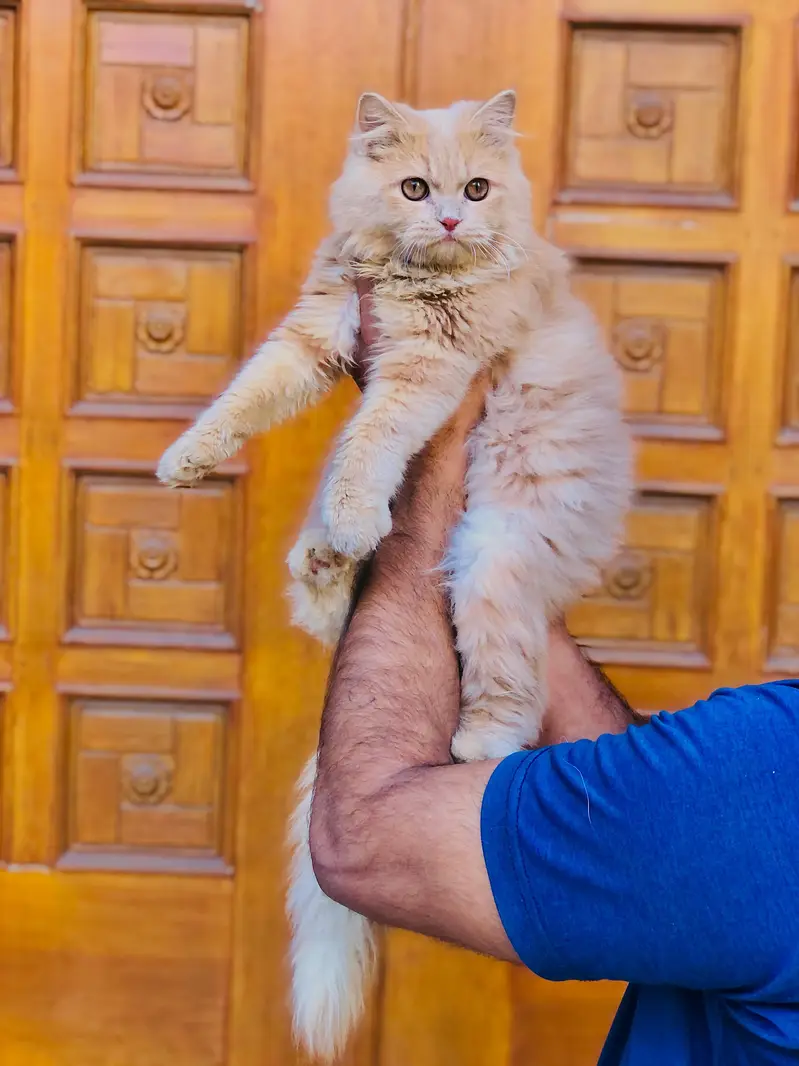 cash on deliveryPersian Punch face triple coat cat Kitten — photo 6