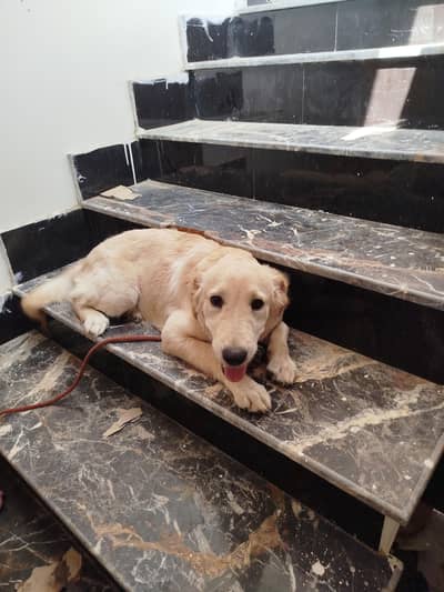 Golden Retriver