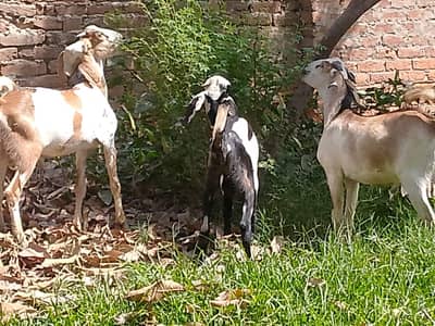 3 bakry or 1 bakri urgent for sale