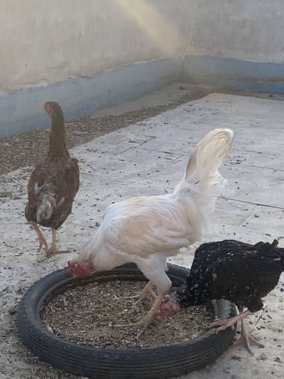 Murga murgi for sale and love birds also for sales