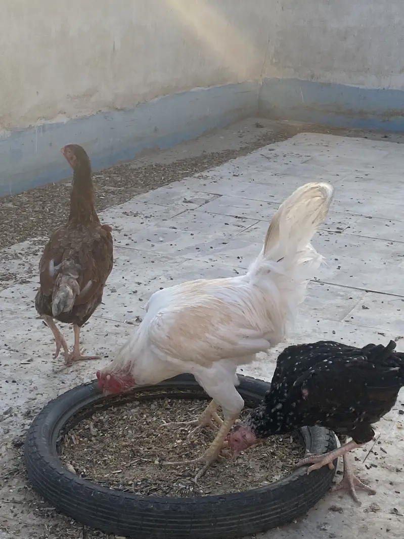 Murga murgi for sale and love birds also for sales