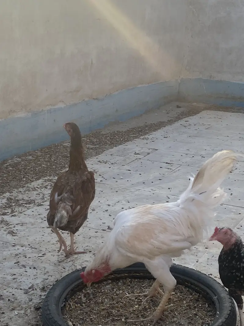 Murga murgi for sale and love birds also for sales — photo 2