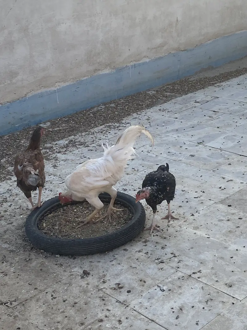 Murga murgi for sale and love birds also for sales — photo 3