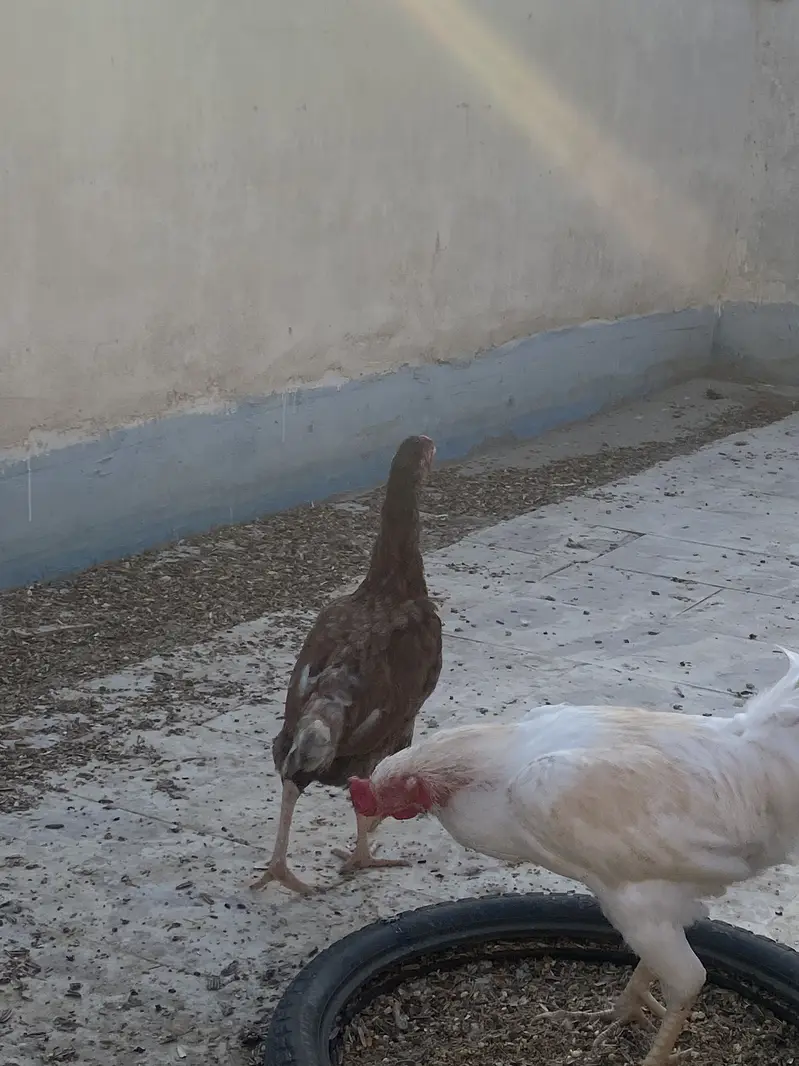 Murga murgi for sale and love birds also for sales — photo 4