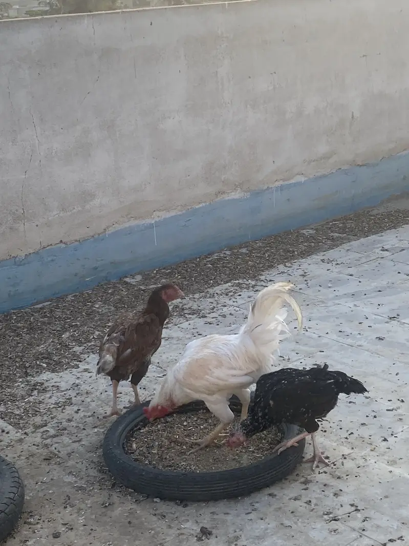 Murga murgi for sale and love birds also for sales — photo 5