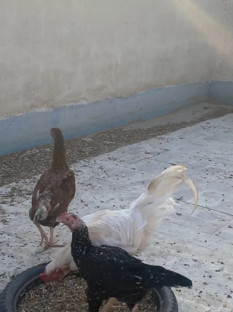 Murga murgi for sale and love birds also for sales — photo 6