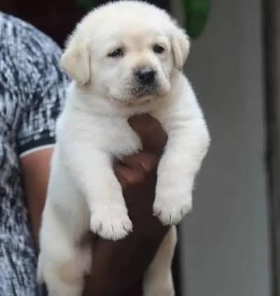 labrador puppies available for sale