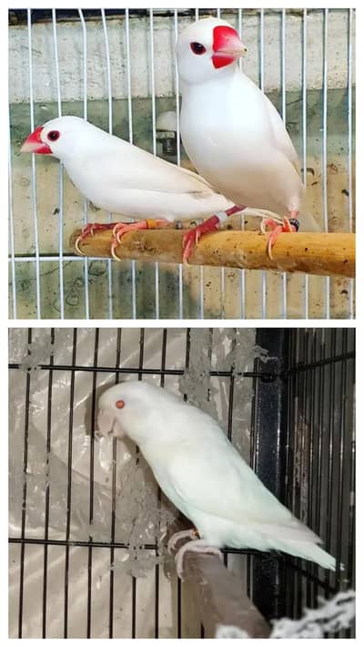 java breeder pairs & albino dna male breeder