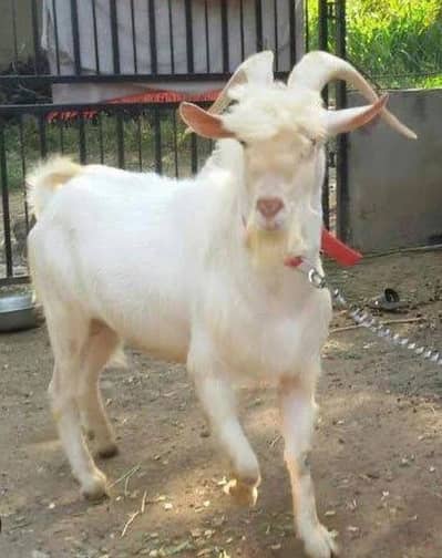 Pure imported saanen goat service available Shinka Hazro