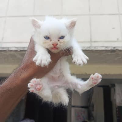 semi punch face kittens available