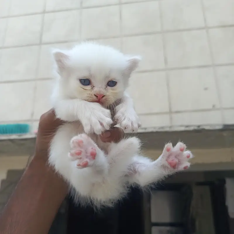 semi punch face kittens available — photo 2