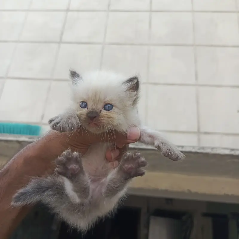 semi punch face kittens available — photo 3