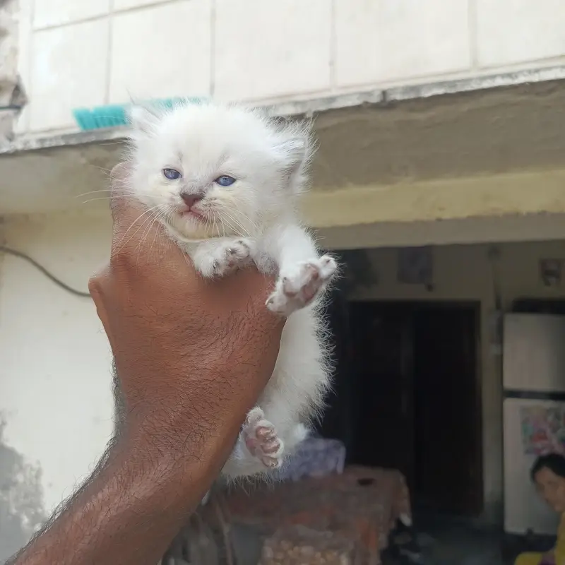 semi punch face kittens available — photo 4