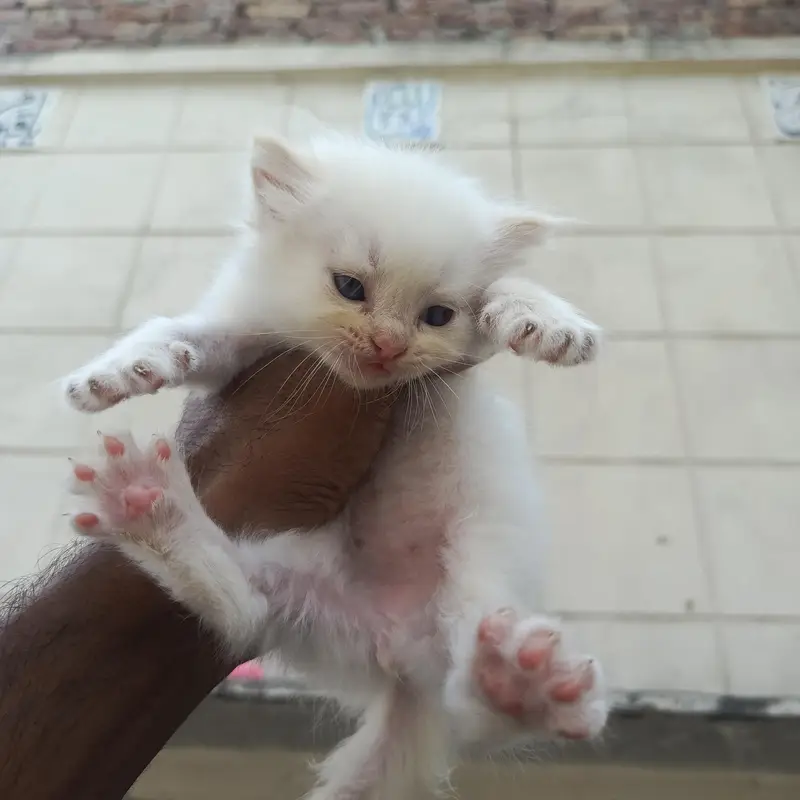 semi punch face kittens available — photo 5