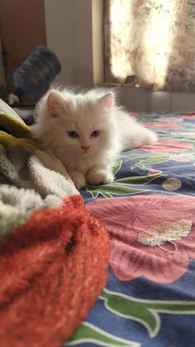 persian kitten