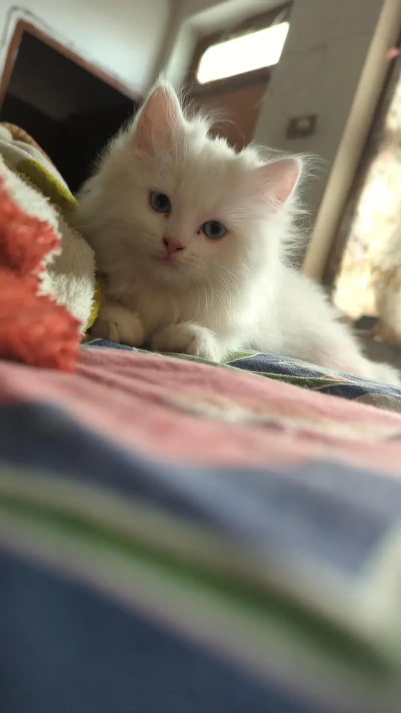 persian kitten — photo 2
