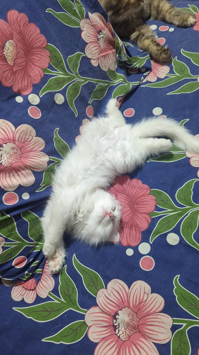 persian Cat 2