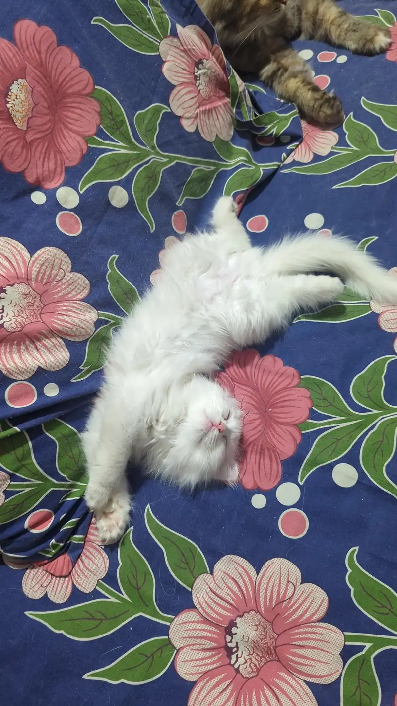 persian kitten — photo 3