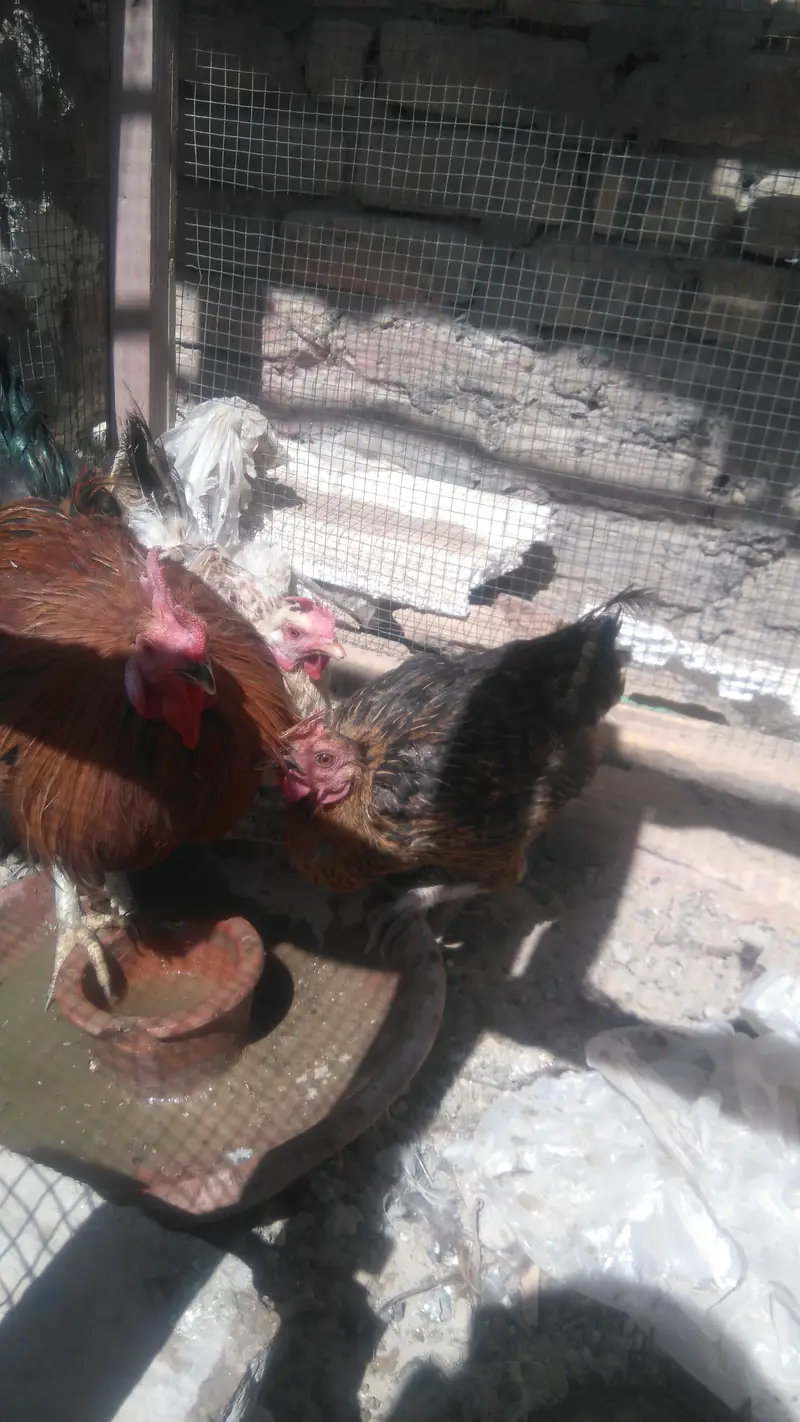 Aseel Amroha 2 pairs hai — photo 2
