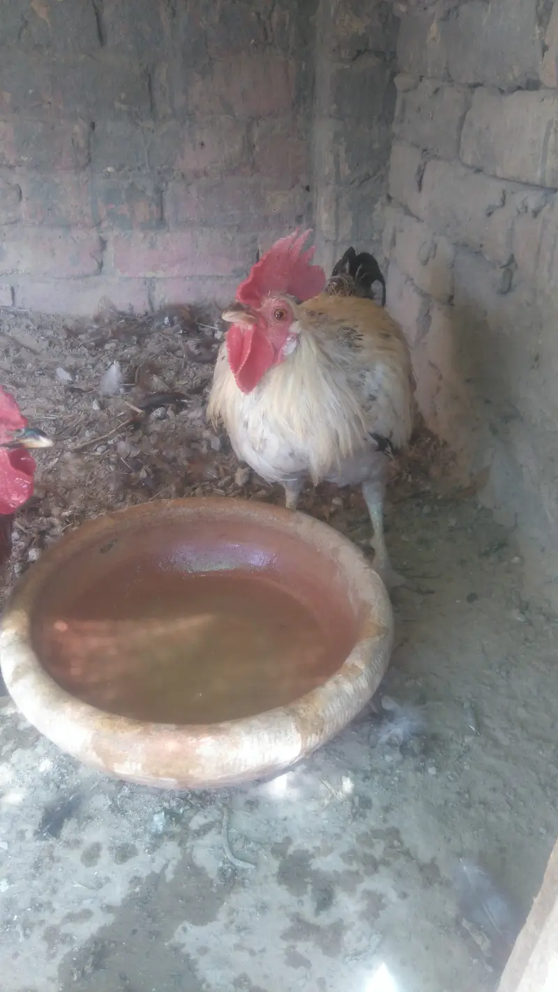 Aseel Amroha 2 pairs hai — photo 3