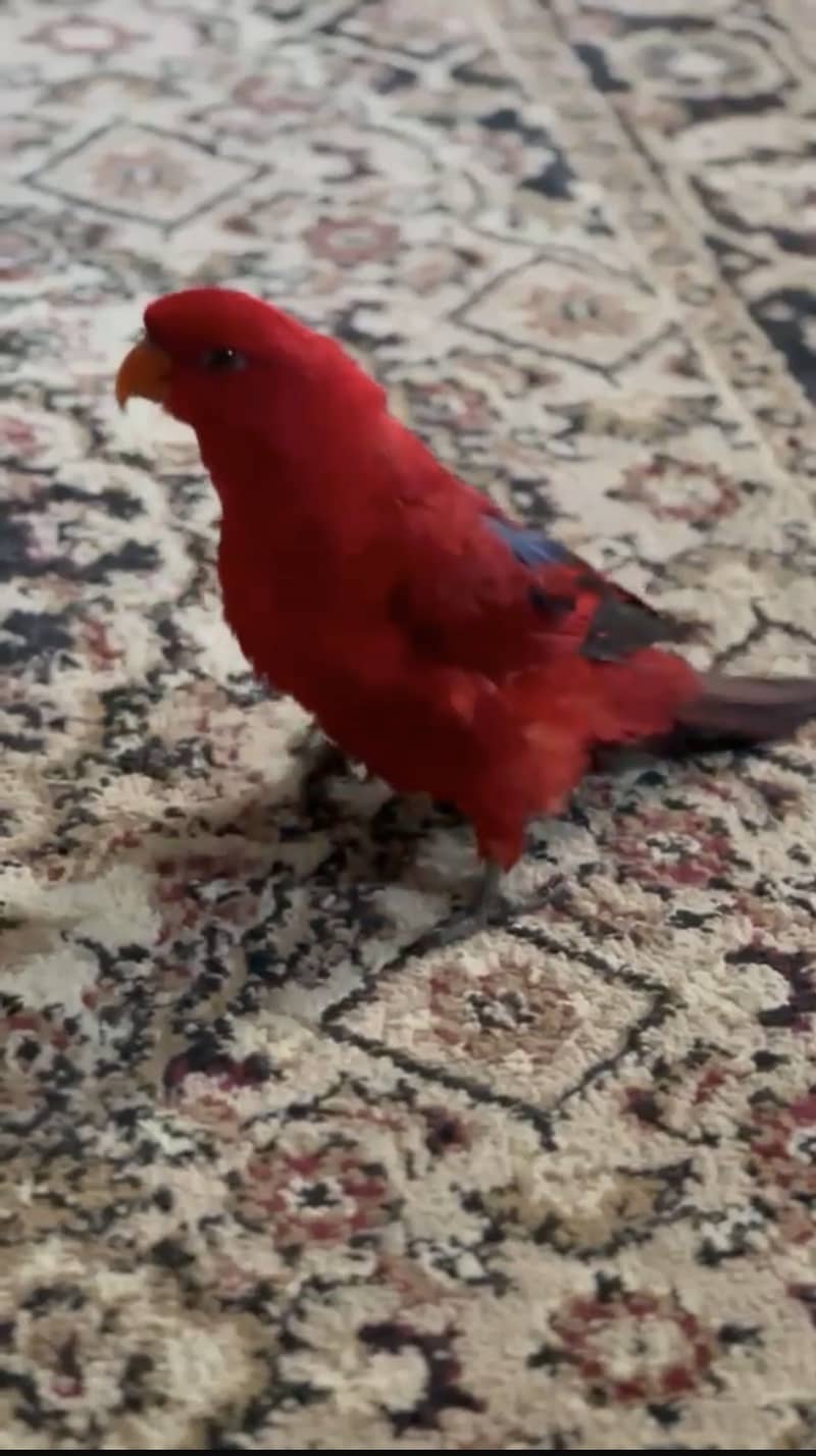 Red lory 0