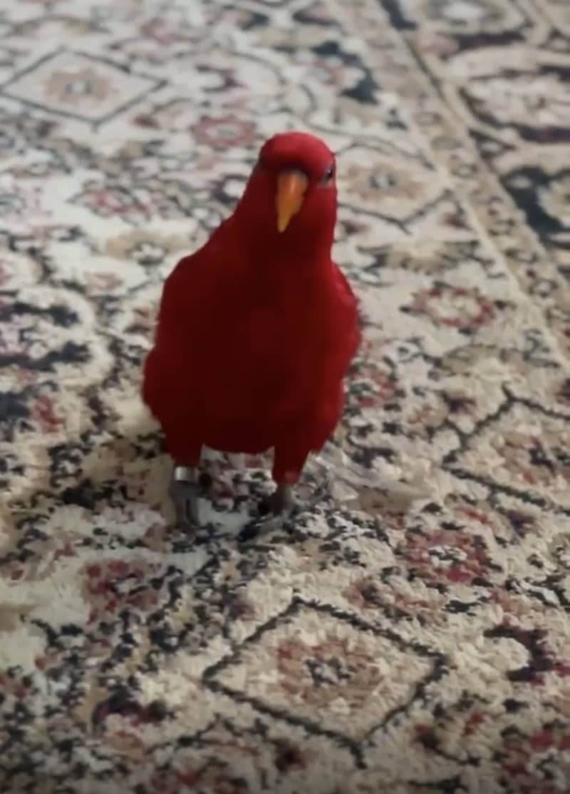 Red lory 1