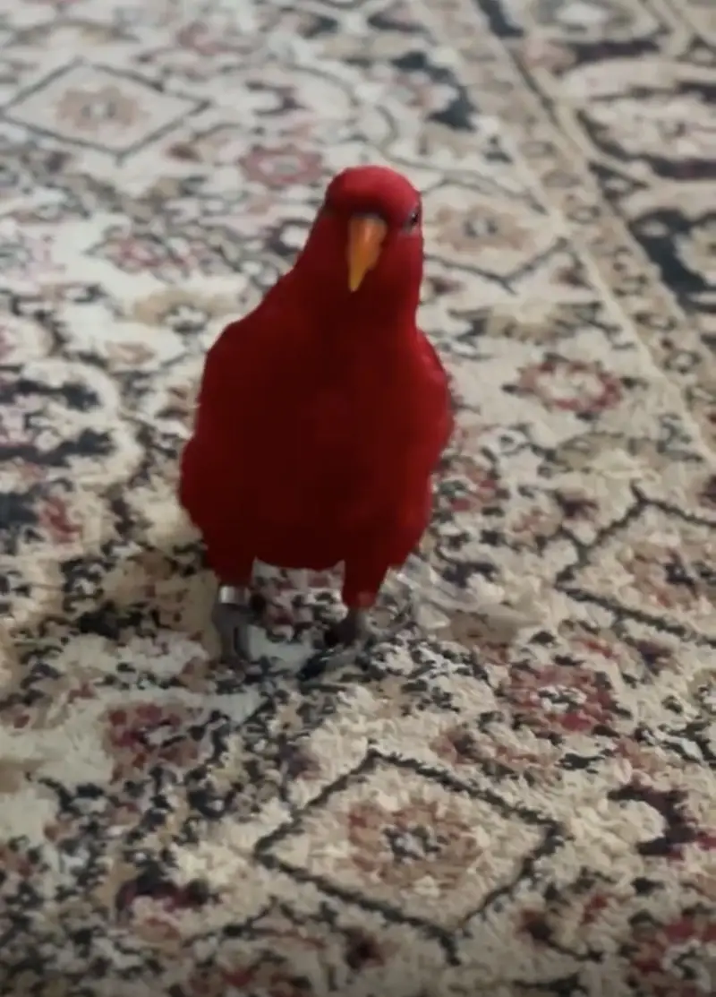Red lory — photo 2
