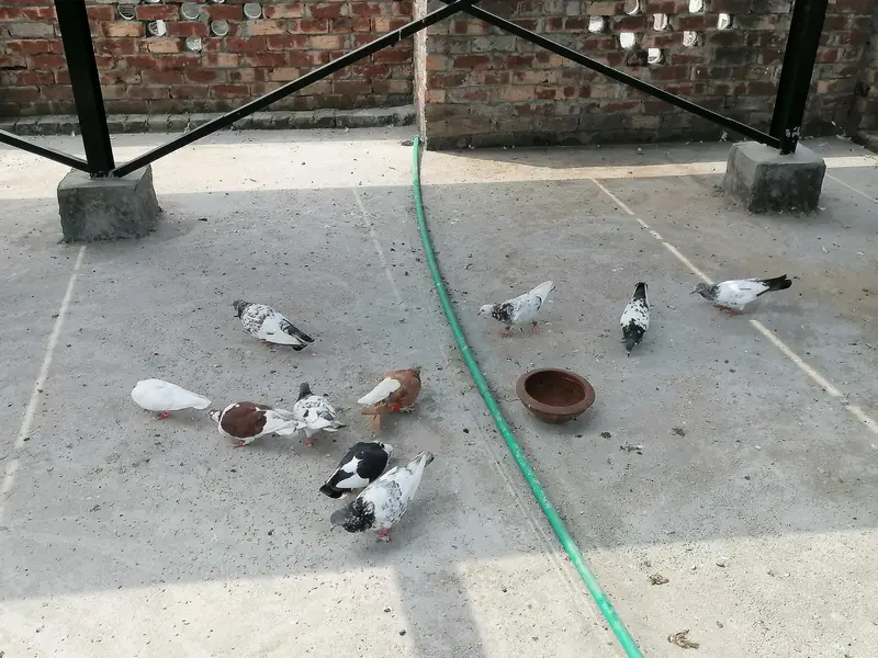 sherazi kabutar — photo 4
